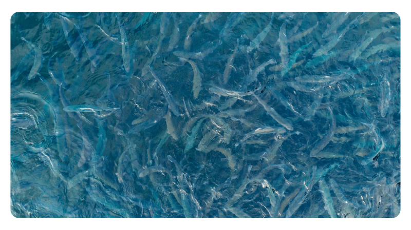 Blog-Salmon-Arial-1