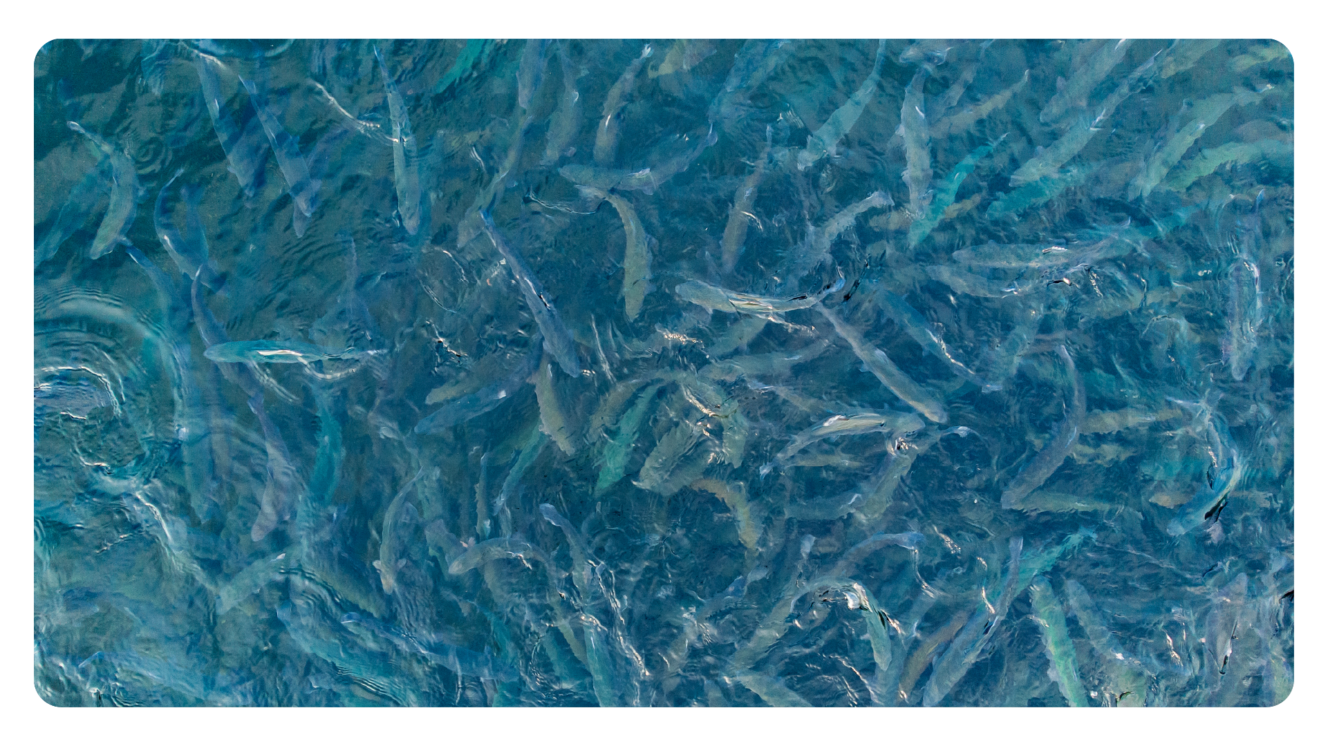 Aquaculture Smoltification