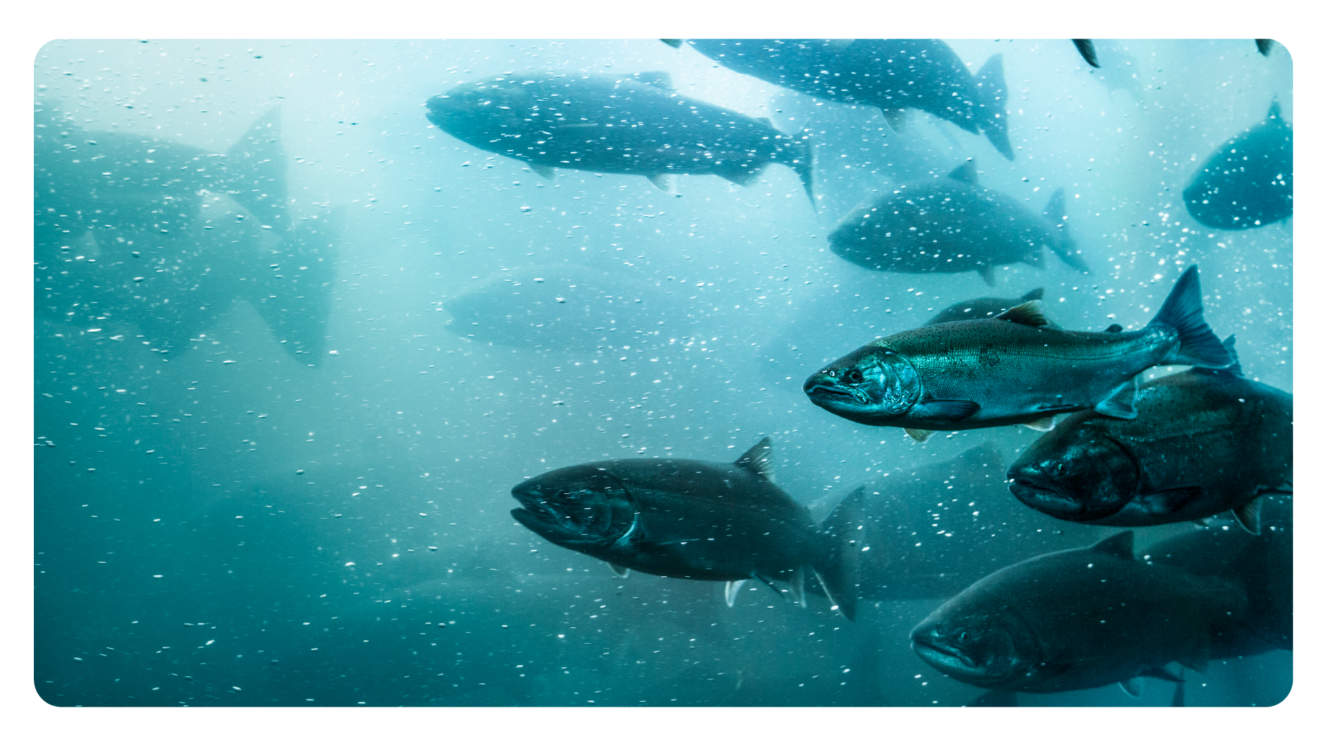 ISA Salmon Farming Norway