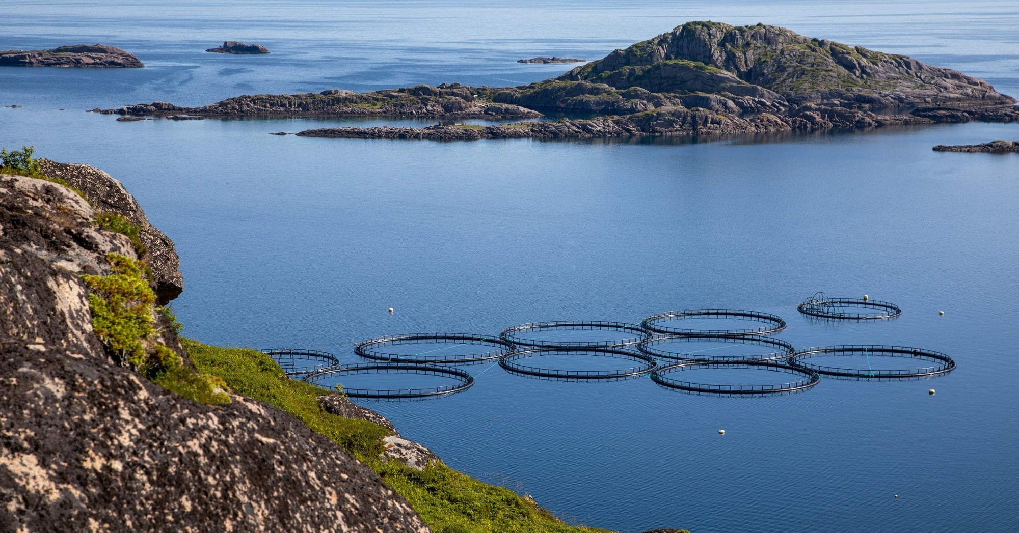 Sea Lice Pressure Along the Norwegian Coast Falls to a Seven-Year Low