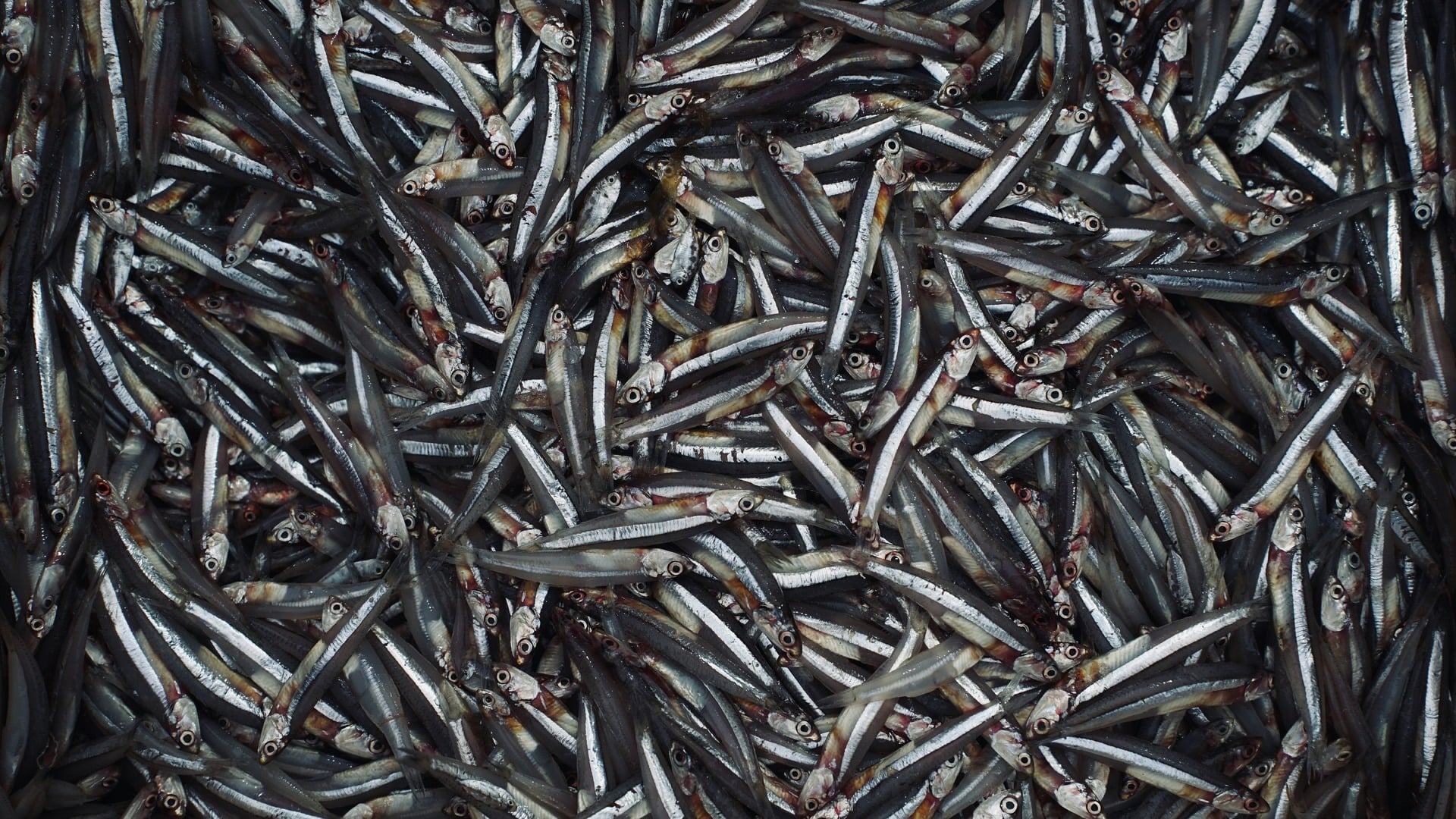 What a Strong El Niño Means for Fish Oil and Fishmeal Prices